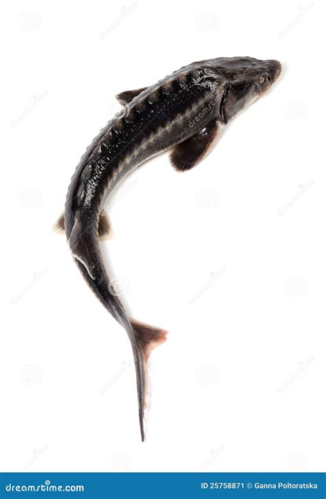 Fresh sterlet fish stock image. Image of animal, nature - 25758871