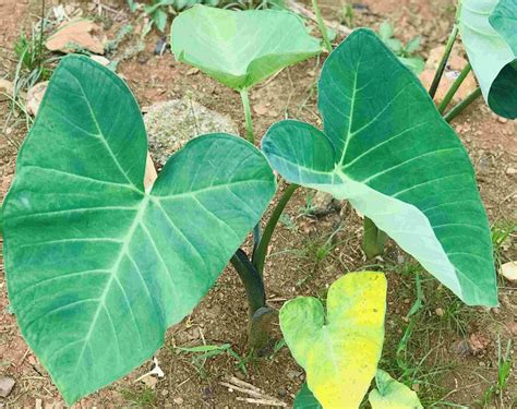 8 Potential Health Benefits of Cocoyam Leaves - Health Guide NG