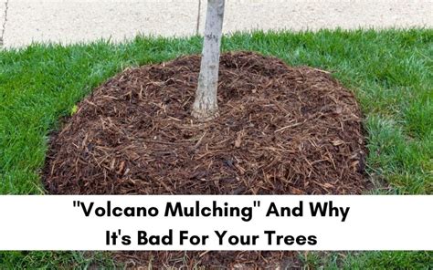 What is the right way to mulch around a tree? - Anthonys Lawn Care & Landscaping