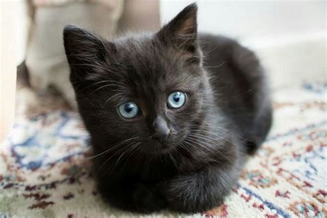 Little black kitty with blue eyes | Beautiful cats, Cats, Kittens cutest