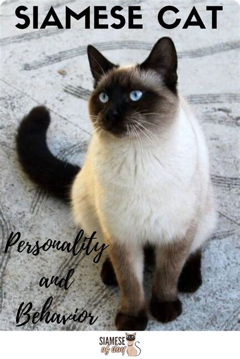 Siamese Cat: Personality and Behavior | Siameseofday | Siamese cats ...