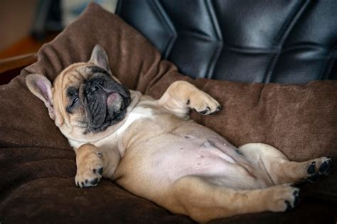 Premium Photo | French bulldog puppy sleeps sweetly