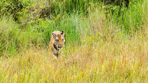 Tiger eating the grass stock photo. Image of aggression - 3161834