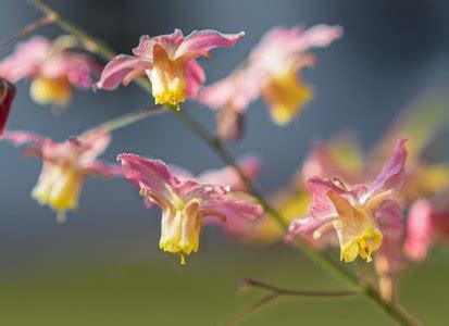 Epimedium Benefits - News