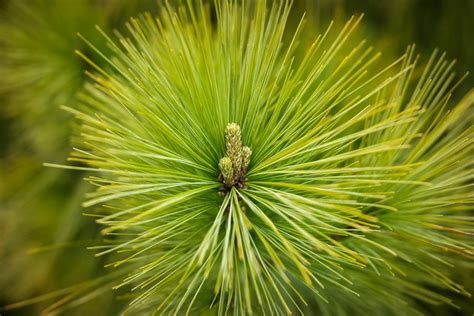 Free Images : tree, nature, forest, branch, leaf, flower, young, green, botany, fir, flora ...