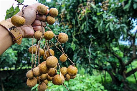 Longan tree | How to grow Longan fruit tree | Growing Longan tree in a ...