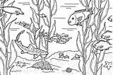 Ocean Habitat Coloring Page sketch template