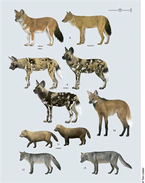 Natura il·lustrada » CA Handbook of the Mammals of the World | Wild ...