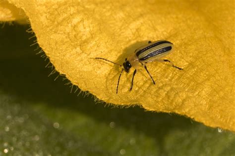 Striped Cucumber Beetles: Prevention and Control - Garden.eco