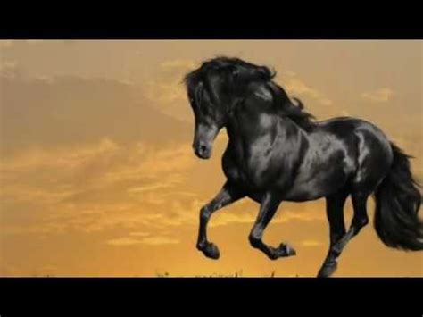 Top 10 Most Amazing Horse Breeds - YouTube