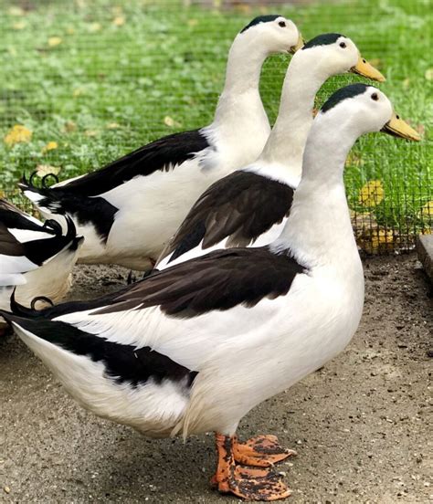 Magpie Ducks Archives - The American Poultry Association (APA)