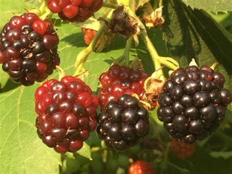 Growing and harvesting blackberry - Makergardener