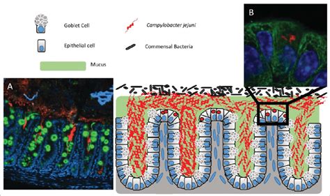 Diagram of C. jejuni colonization in our mouse model. C. jejuni (red ...