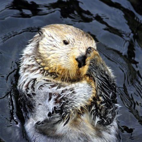 Sea Otter | Sea otter, Otters, Baby sea otters