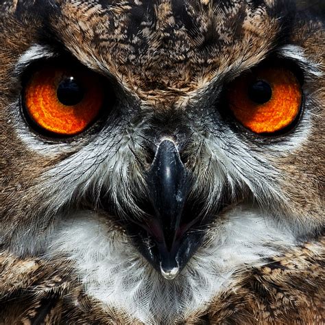 NeuroDojo: Owls hunt at night when the moon is full and bright