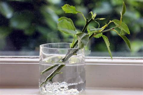 How to Propagate Rose Cuttings in Water | Gardener’s Path