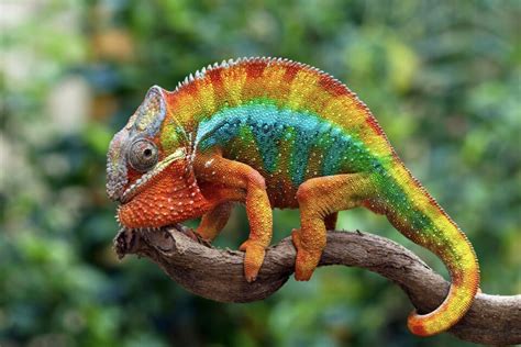 Chameleon - Earth.com