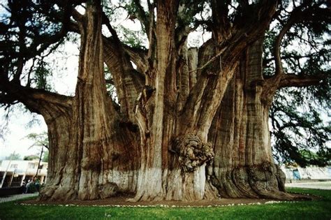 cruising around this take part site, and found the Tule Tree, listed as one of the ten greatest ...