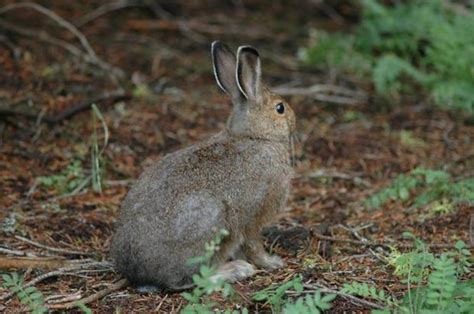 Some Oregon wildlife areas to begin charging wildlife watchers next year | OregonLive.com