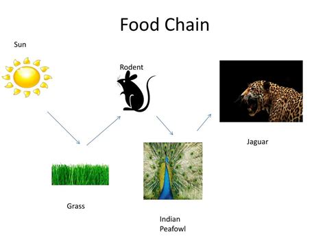 Peacock Food Chain