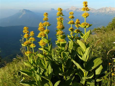 Découvrez les 10 plantes et fleurs de montagne à connaitre absolument.