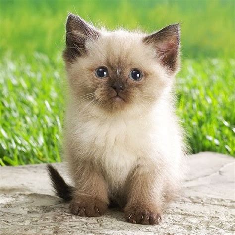 Adorable Kitten Pictures, Photos, and Images for Facebook, Tumblr, Pinterest, and Twitter