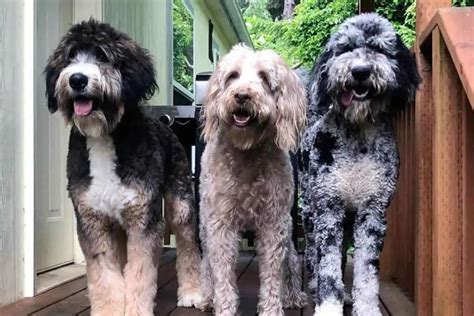 Giant Doodle Dog Breeds – A Complete Guide