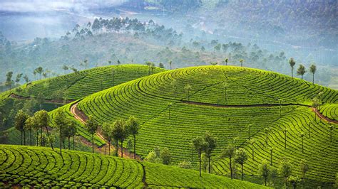 Tea Plantations Munnar – Bing Wallpaper Download