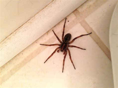 Spider ID, please! Dacula, Georgia, USA. : spiders