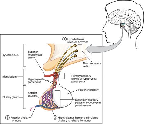 Hypophyse und Hypothalamus | Anatomie und Physiologie II | Home Healthcare