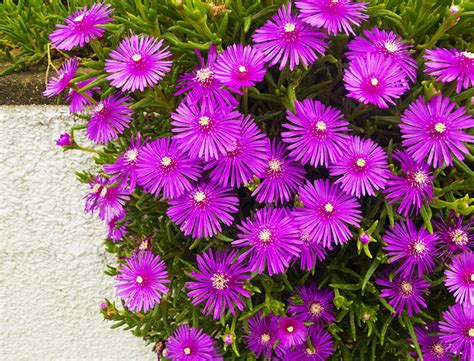 Ice Plant Guide: How to Grow & Care for "Delosperma Cooperi"