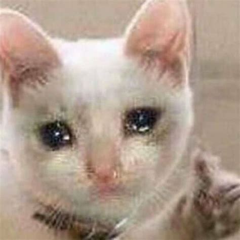 Sad Boi Meme Sad Boi Hours Memes Funny Meme Cat Stupid Cute Going Comment Quotes Reaction