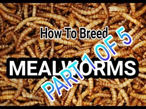 How To Breed Mealworms || Part 1 Caring For Mealworms - YouTube