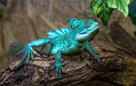 Basilisk Lizard Care Guide - Diet, Lifespan & More » Petsoid