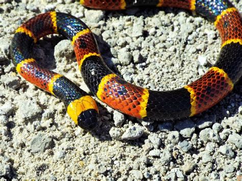 5 Facts About the Texas Coral Snake that Might Surprise You - Texas Hill Country