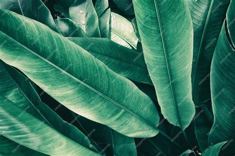 Premium Photo | Tropical foliage