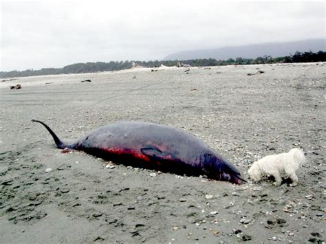 Baird’s Beaked Whale – "OCEAN TREASURES" Memorial Library