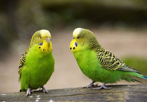 WARNING: BUDGERIGAR PARAKEETS right here! Budgerigar Parakeets Tips & Guide!