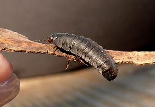 Carrion Beetle Larvae-Explore #183 5/24/10 | Dennis, the ent… | Flickr