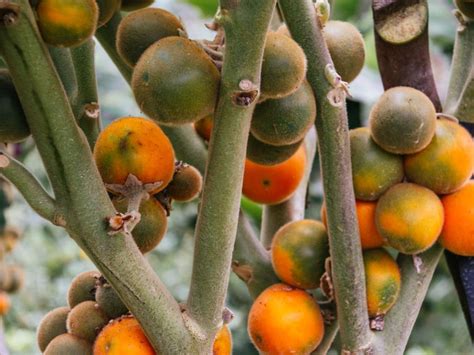 Growing Naranjilla: Learn About Naranjilla Growing Conditions