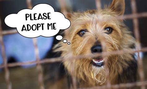 10 Fabulous Reasons to Adopt a Rescue Dog | Tiny Terrier