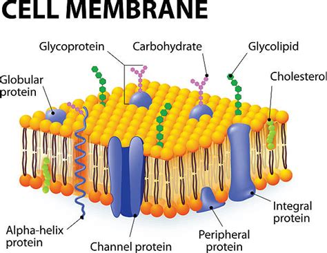 Glycoprotein Illustrations, Royalty-Free Vector Graphics & Clip Art - iStock