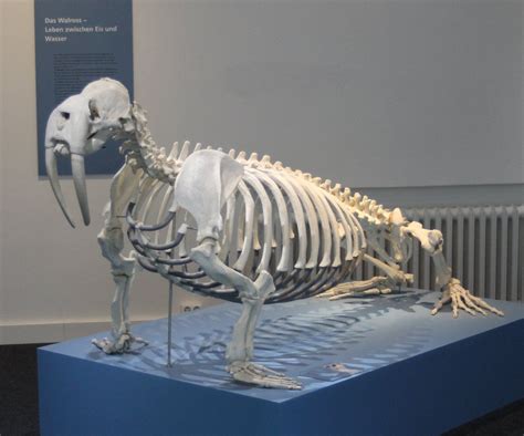 Skeleton Walrus in 2023 | Animal skeletons, Walrus, Skeleton