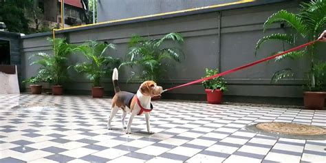 How to Measure a Beagle's Height (in 5 Steps) - Beagle Care