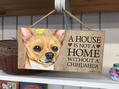 Pin by Lucy's Antiques on Chihuahuas | Chihuahua quotes, Teacup chihuahua, Cute chihuahua