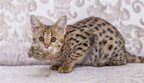 Savannah Cat Price - How much does a Savannah cat cost?