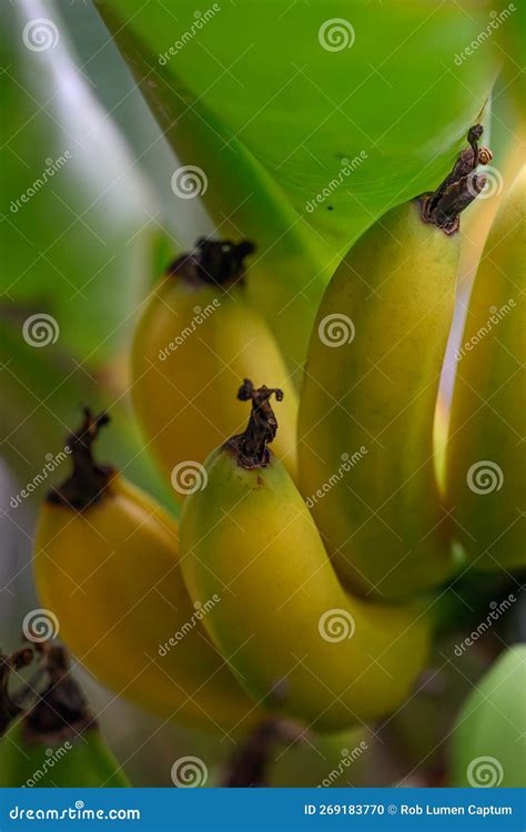 Cavendish Banana Musa Acuminata Lady Fingers with Ripening Bananas in Hawaii Stock Photo - Image ...