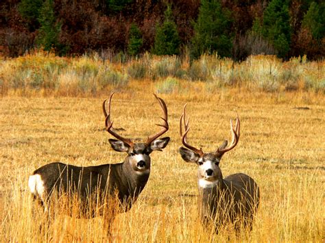 Outdoor Adventures Worldwide | Colorado Mule Deer | West Central