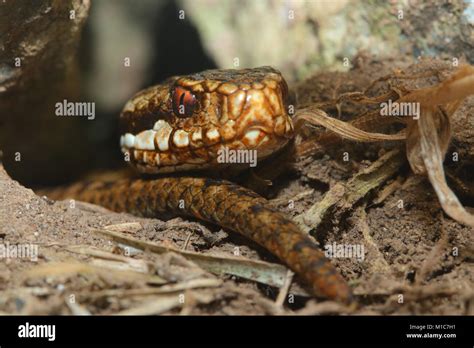 Adder Snake In Cornwall Stock Photo - Alamy