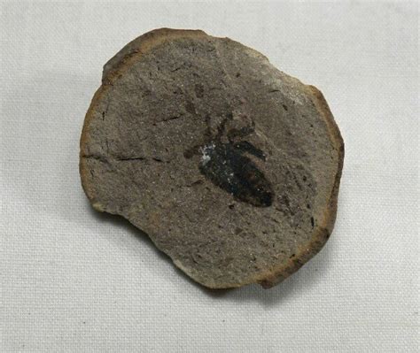 Architarbus Arachnid Fossil